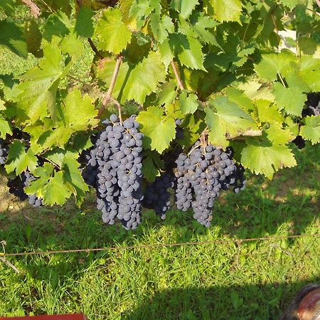 Agriturismo Il Crinale Castorano  ภายนอก รูปภาพ